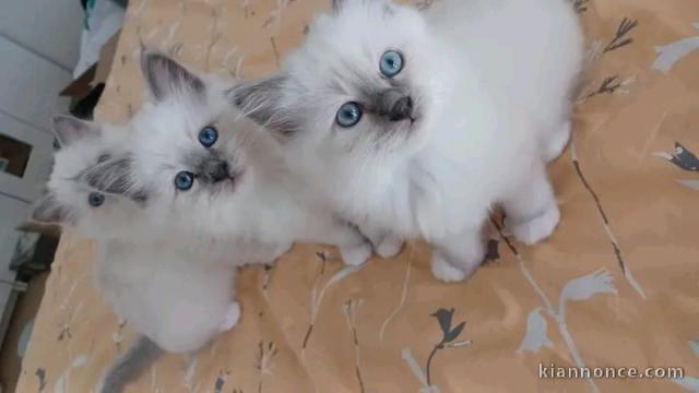 Je donne chaton ragdoll femelle 