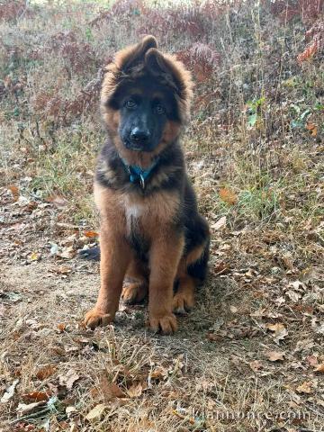Dons chiots berger allemand disponible 