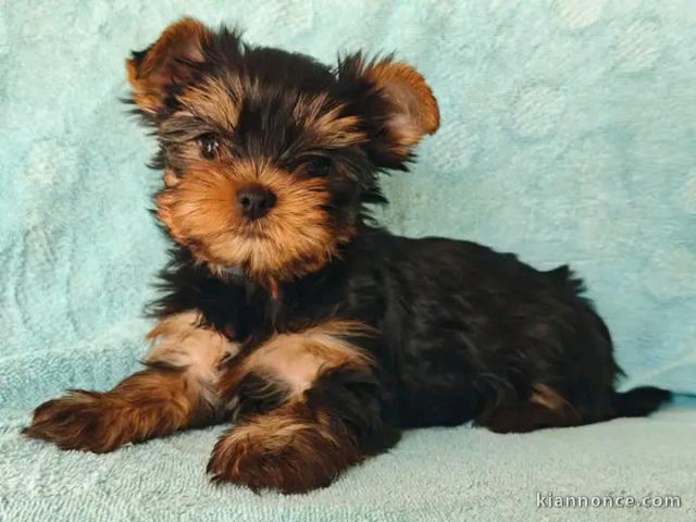 Adorable chiots York disponible 