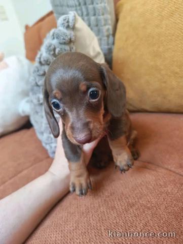 Chiots teckels kaninchen disponible pour adoption 