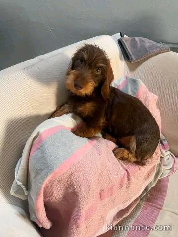 Magnifique chiots teckels nain disponible 