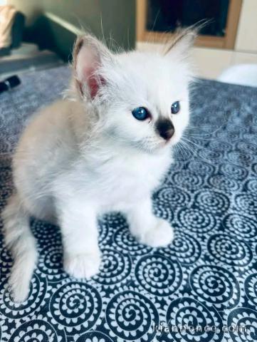 Chaton sacré de brimanie disponible 