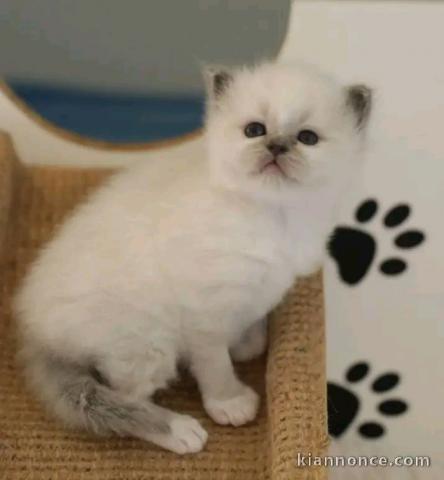 Magnifique chaton sacré de brimanie 