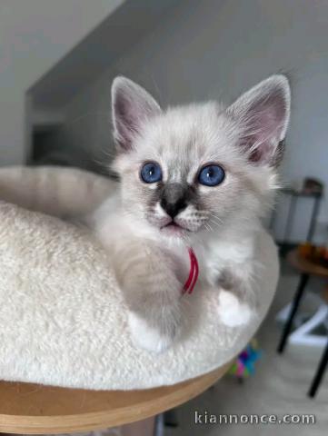 Je donne chaton sacré de brimanie mâle 