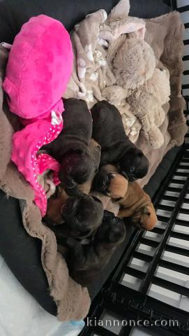 Chiots bouledogue français mâle et femelle disponible 