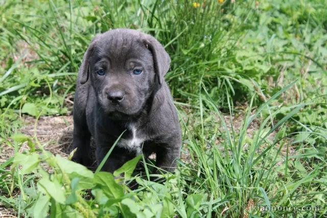 Je donne chiots cane corse disponible 