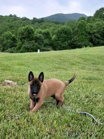 Chiots malinois disponible femelle a donner 