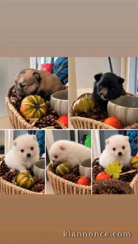 Adoption chiots spitz nain disponible 