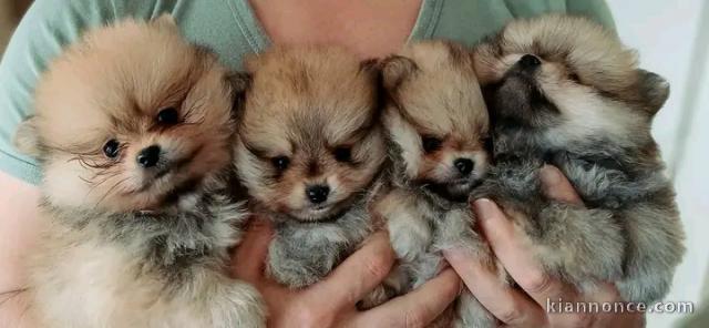 Adorable chiots spitz nain disponible 