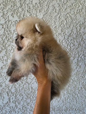 Chiots spitz nain disponible 