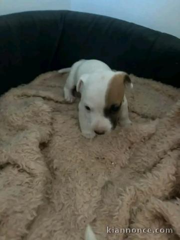 Je donne chiots Jack russel 