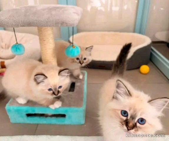Annonces chaton sacré de brimanie 