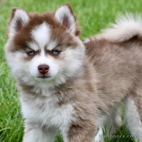 Chiots pomsky disponible pour adoption 