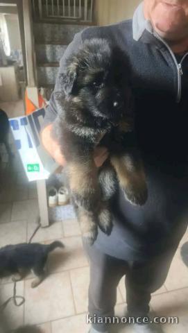 Je donne chiots berger allemand disponible 