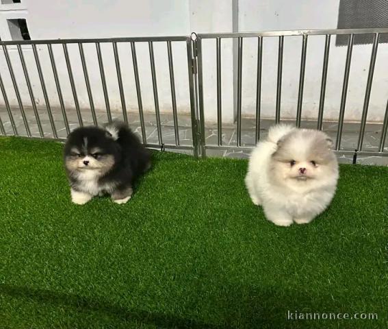 Annonces chiots spitz nain disponible 