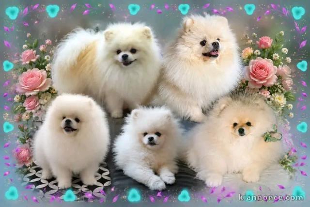 Dons chiots spitz nain disponible 