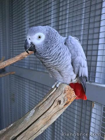 Perroquets gris du Gabon disponible femelle 