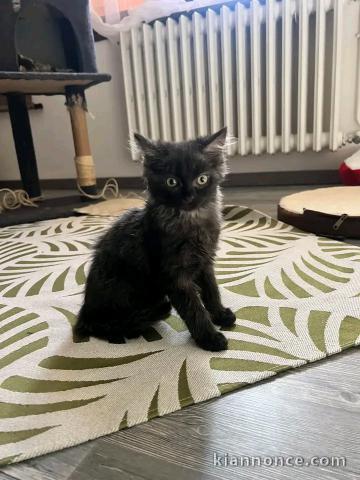 Magnifique chaton disponible noir 