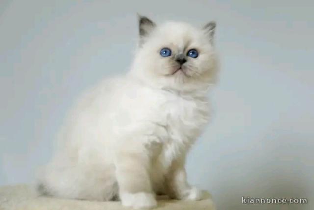 Adorable chaton sacré de brimanie 