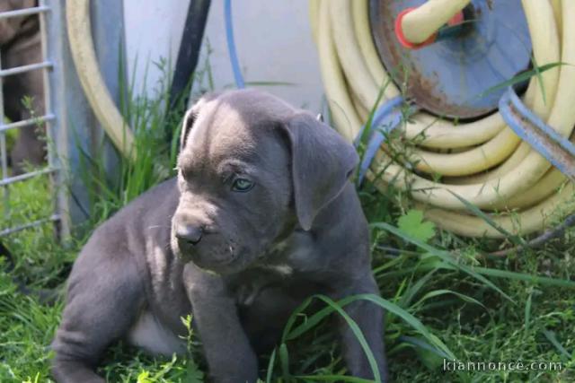 Je donne chiots cane corse disponible 
