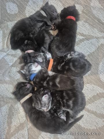 Chaton Maine coon disponible pour adoption 