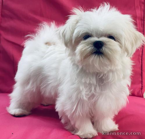 Magnifique chiots Bichon maltais disponible 