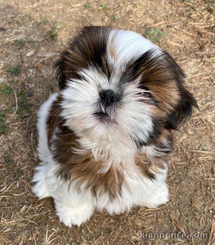Chiot Shih Tzu disponible de suite 