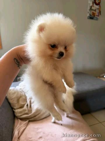 Chiots spitz nain disponible intéressé veuillez me contacter 