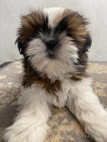 Dons chiots Shih Tzu pour adoption 