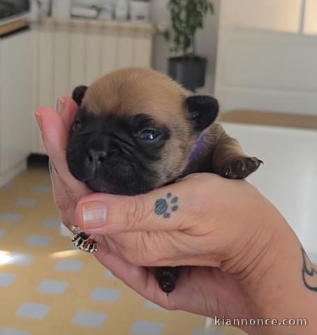 Adoption chiots bouledogue français mâle 