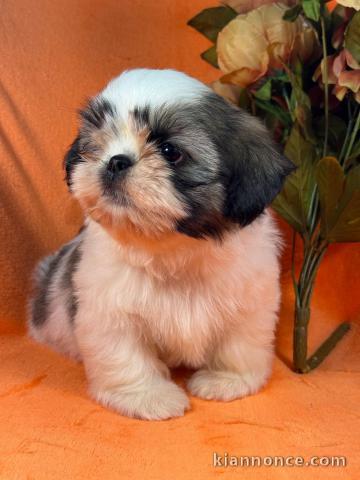 Chiots Shih Tzu disponible de suite 