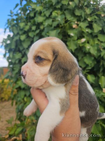 Chiots beagle disponible pour adoption 
