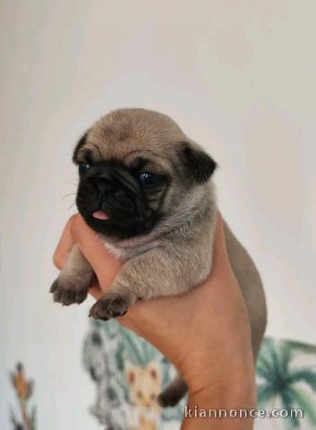 Chiot carlin disponible pour adoption 