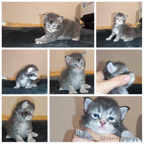Chaton Maine coon disponible 