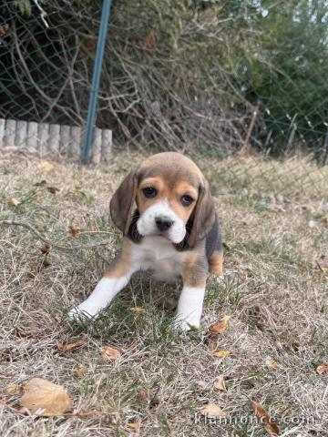 Je donne chiots beagle disponible 