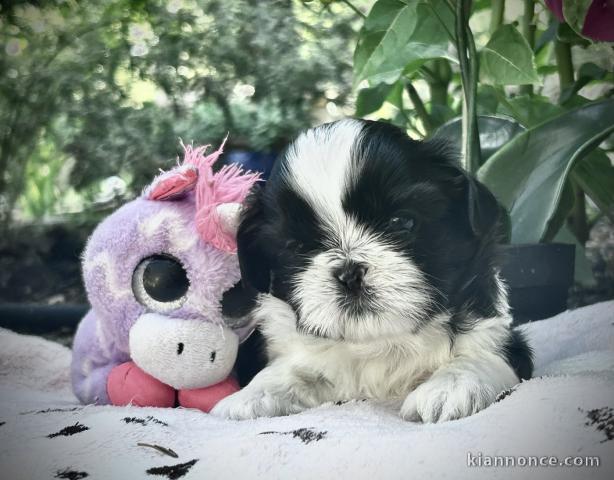 Adorable chiots Shih Tzu disponible 
