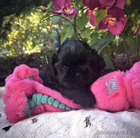 Adorable chiots Shih Tzu noir disponible 