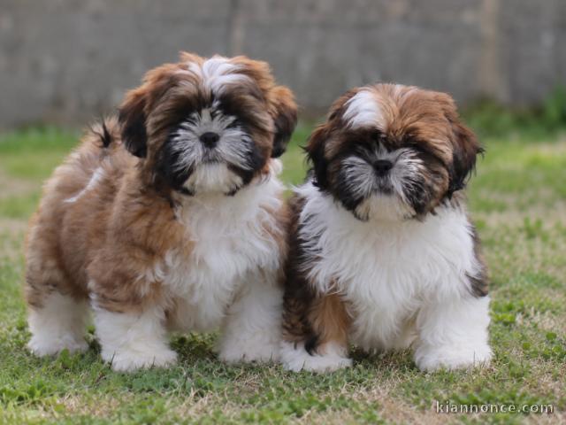 Adorable chiots Shih Tzu Mâle et femelle à donner 