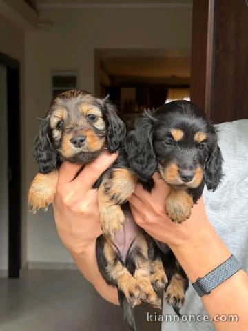 Je donne chiots teckels 