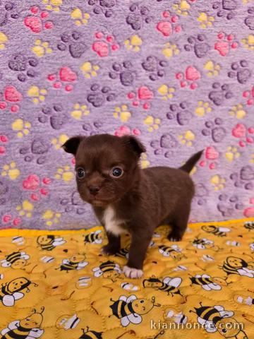 Chiot chihuahua mâle a donner 