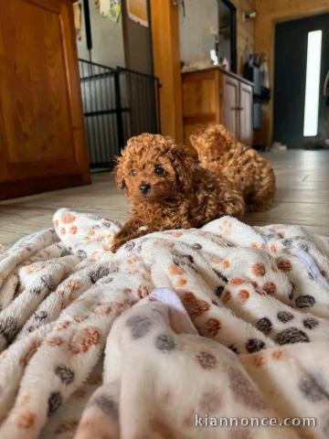 Dons chiots caniche toy 