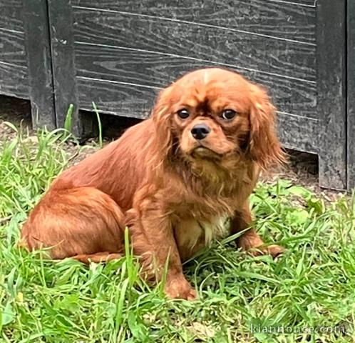 Je donne chiots cavalier King Charles 