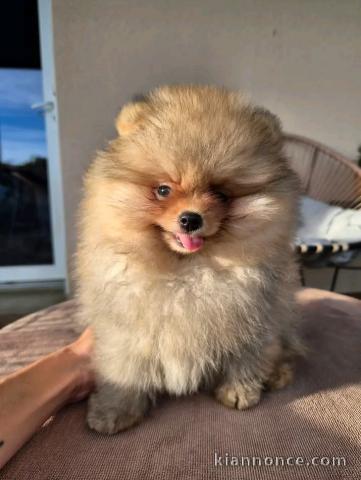 Chiots spitz nain femelle a donner 