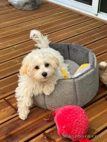 Chiots Bichon maltais femelle disponible 