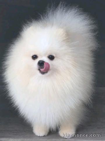 Magnifique chiots Spitz nain à vendre 