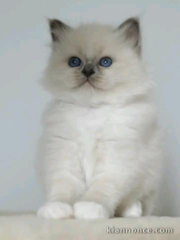 Chaton sacré de brimanie disponible 
