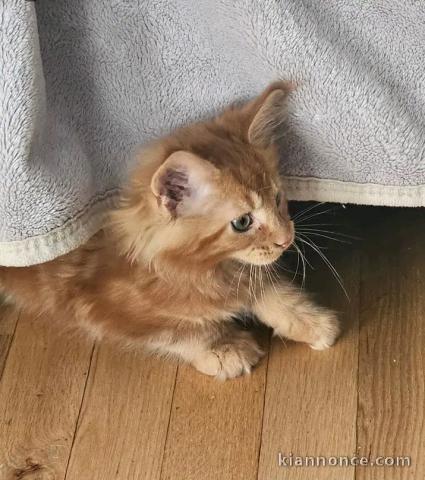 Maine Coon disponible pour adoption 