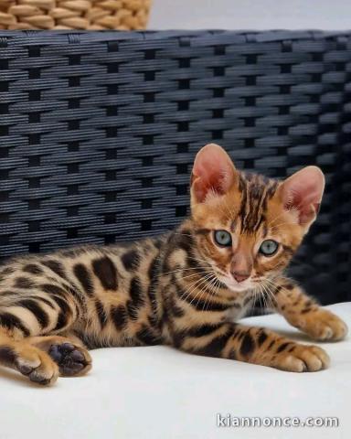 Bengals disponible mâle a donner 