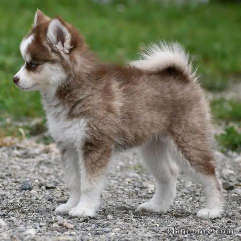 Magnifique chiots pomsky disponible 