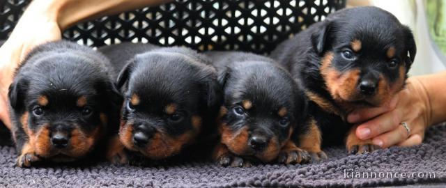 Annonces chiots rottweiler disponible 